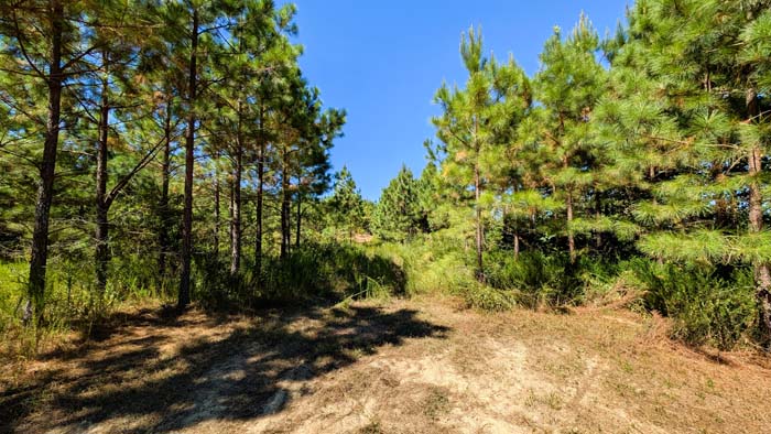 Scenic hilltop view over private timber tract