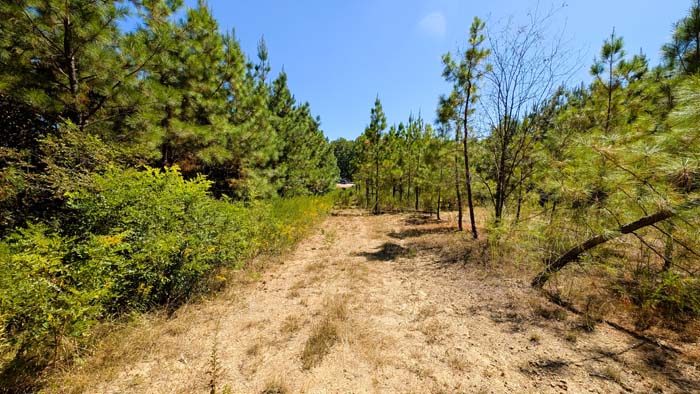 Trail cut through southern Ohio hardwood forest