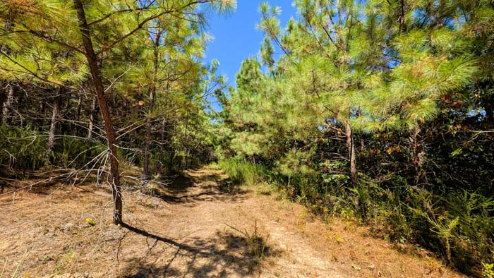 Timbered slope with excellent mast production