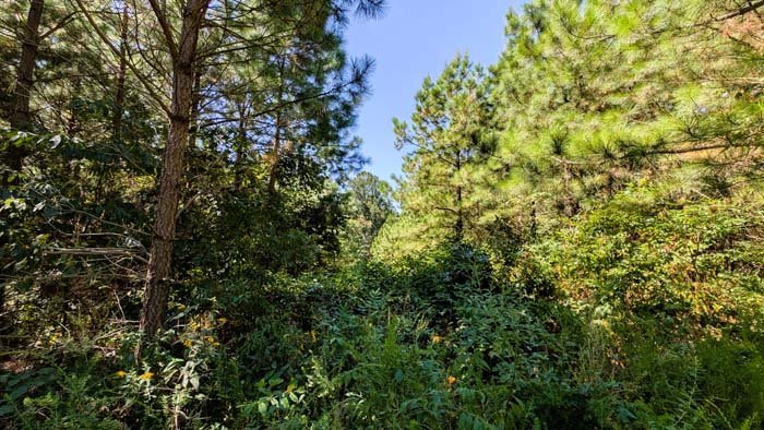 Open food plot clearing ready to plant