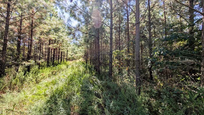 Staging area for hunting or cabin site