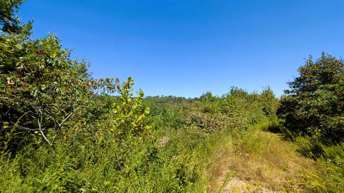 Mature forest transition from pines to hardwoods