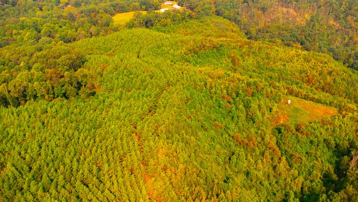 Half-acre food plot on elevated ridge