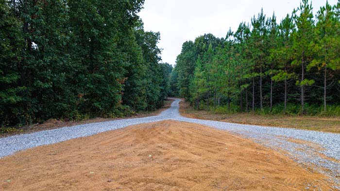 Fern-covered hillside with early successional habitat