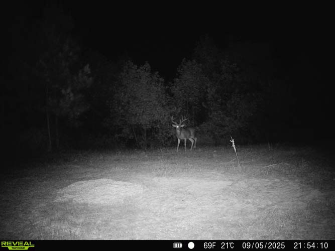 Timber stand with minimal signs of disease or decline