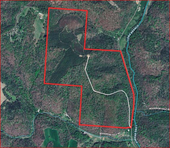 Mixed hardwood species throughout property