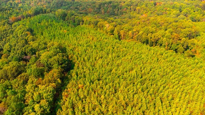 Hardwood timber stand with white oak and maple