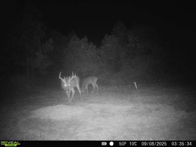 Oak-dominant canopy near cleared staging spot