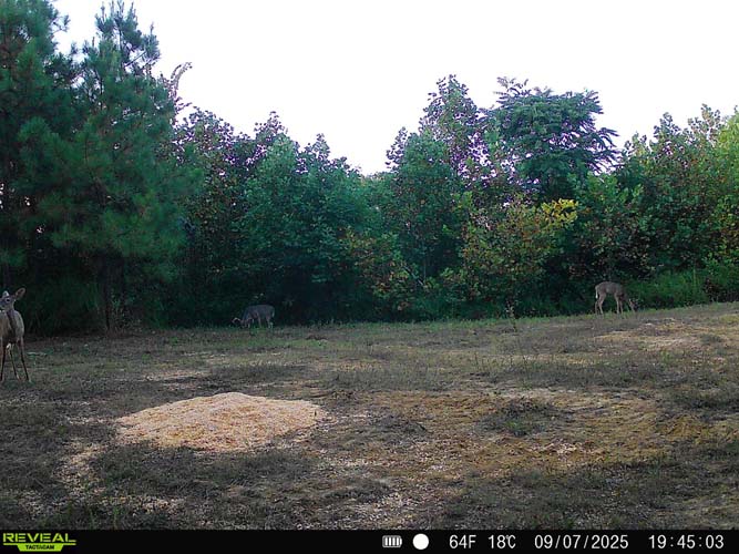 Upper food plot with hunting stand setup area