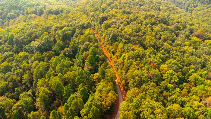 View across mature woods in Jackson County Ohio