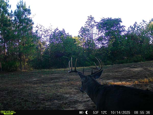 Whitetail deer on Jackson County property