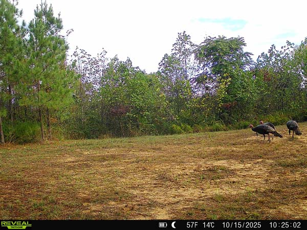 Deer grazing along wooded edge in Jackson County Ohio