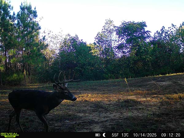 Buck captured on trail camera on Raysville Road property