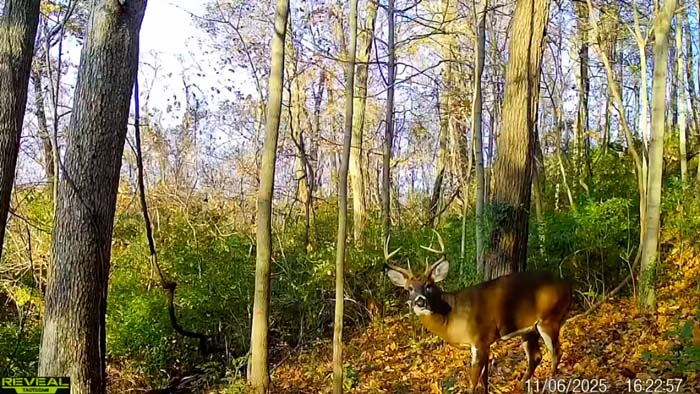 Natural drainage feature on Rix Mills Road acreage