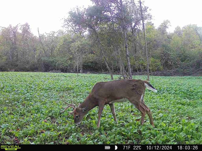 Oak hickory ridge with natural browse