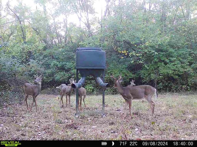 Thick understory providing wildlife cover