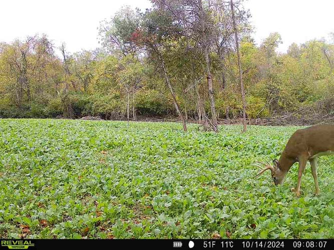 Secluded hollow perfect for whitetail bedding