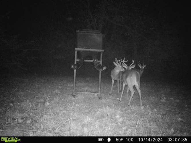 Timber stand with hardwood maturity