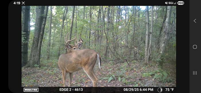 Natural seasonal creek bed in wooded valley