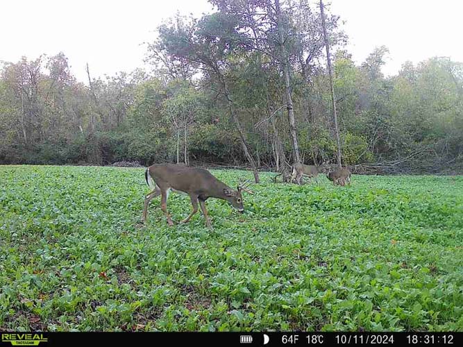Potential campsite on wooded ridge