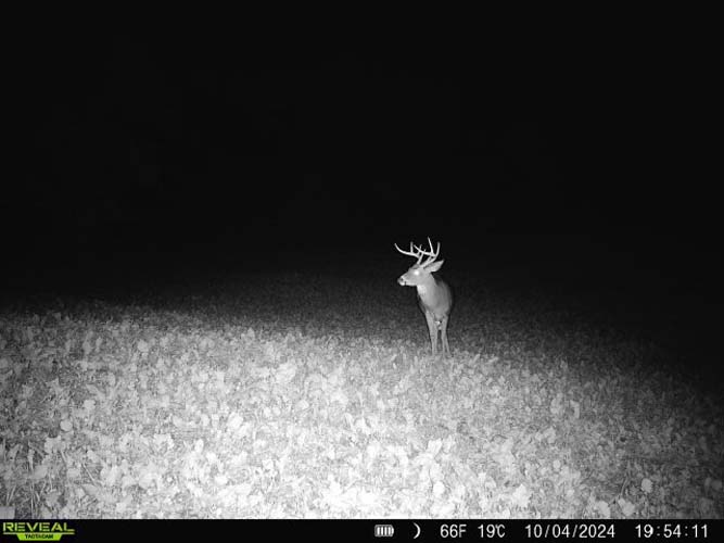 Dense forest habitat ideal for trophy whitetail