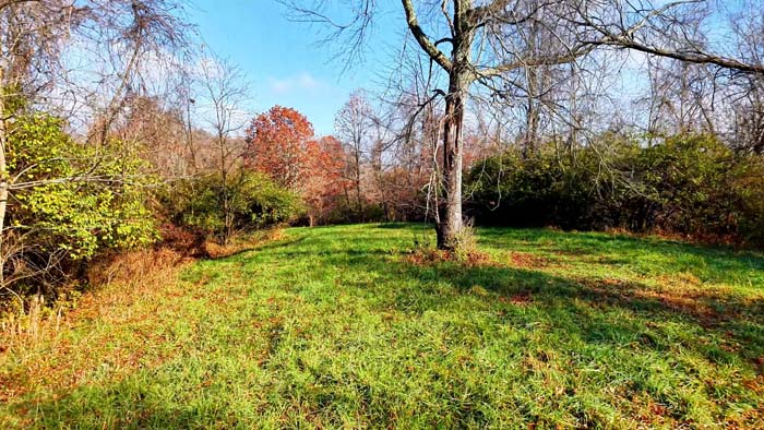 Deep wooded hollow ideal for trophy deer habitat
