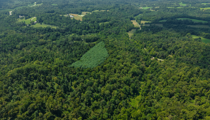 46.5 +/- Acres, Dexter City, OH 45727