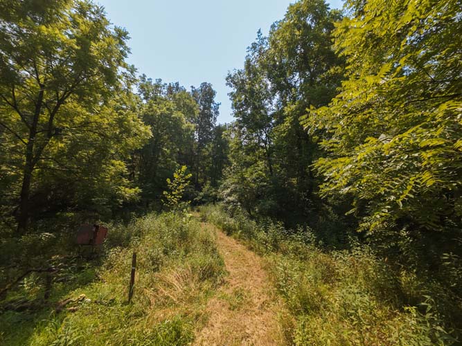 Deer trails through mixed hardwood forest