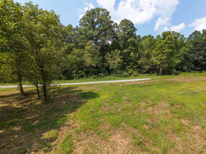Dense younger growth providing wildlife cover