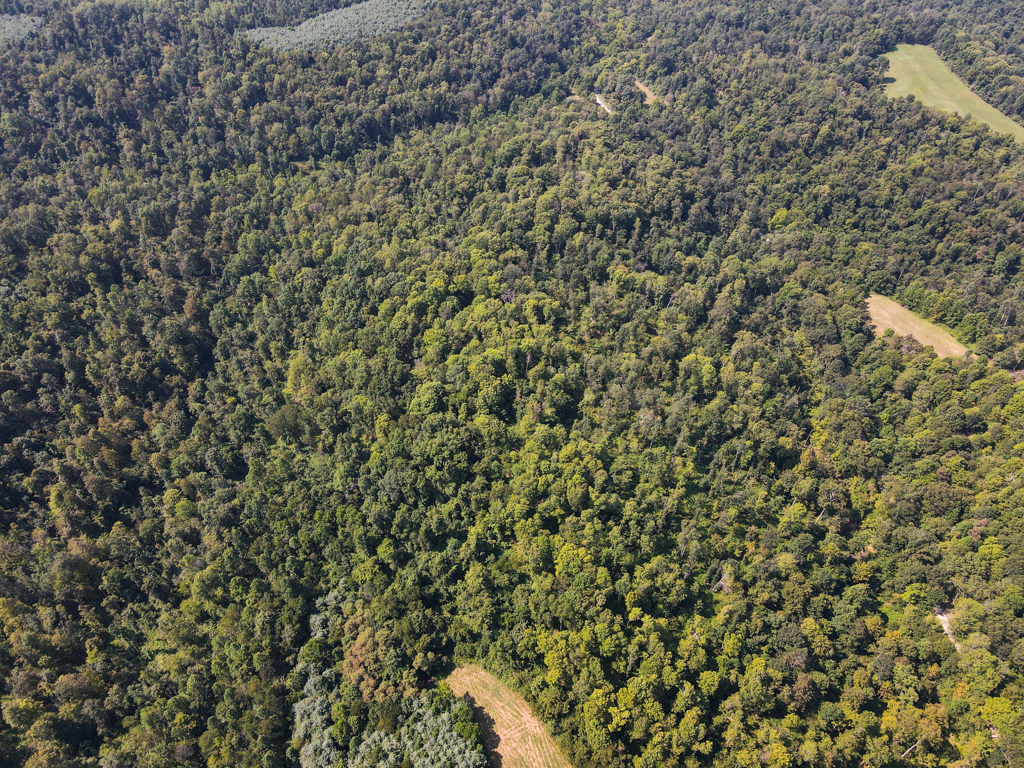 Robert Wells Road Parcel 11 — 46.5-acre Noble County timberland with deep draws, deer saddles and funnels
