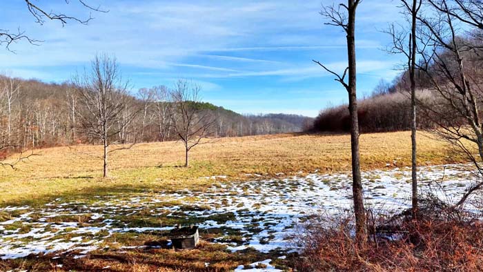 Young hardwood regrowth after recent timber harvest