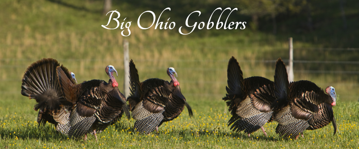 Featured Turkey