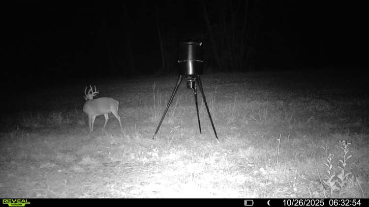 Secluded potential cabin location