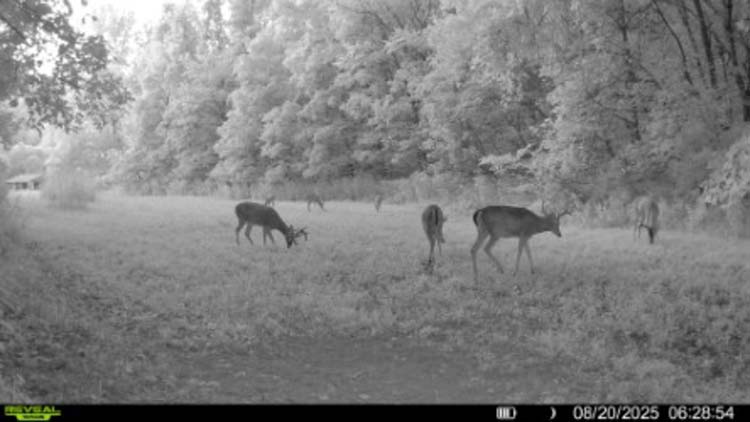 View across open field toward ridge