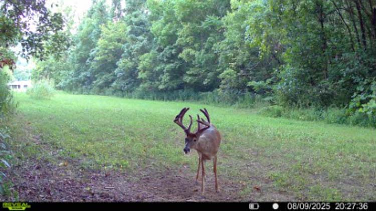 Wooded ridge top hunting setup