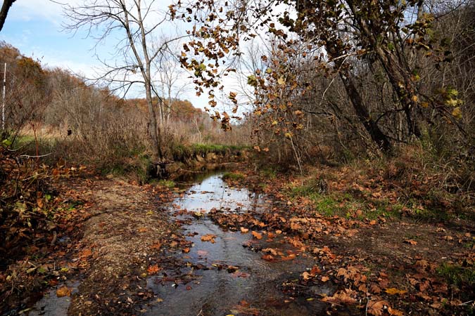 Timbered hillside with sycamore trees