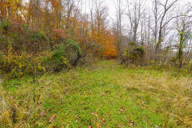 Timber stand suitable for hunting