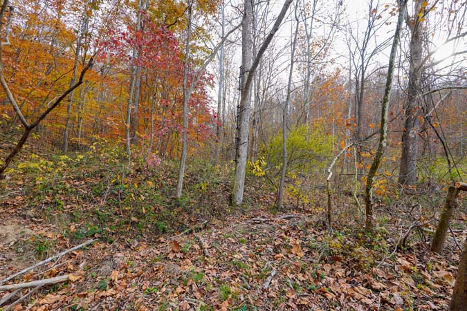 Elevated knoll potential cabin site