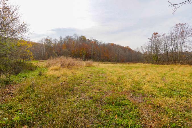 Mature oak producing mast