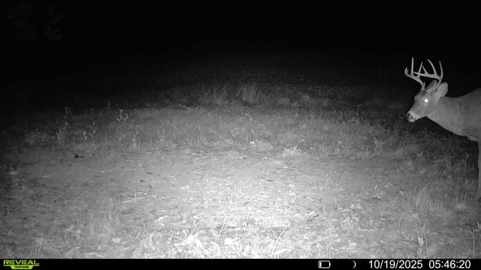 Creekside shade trees