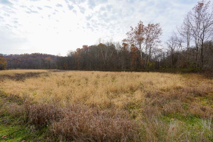 Mixed open ground and timber