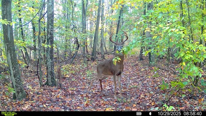 Scenic bottomland along creek