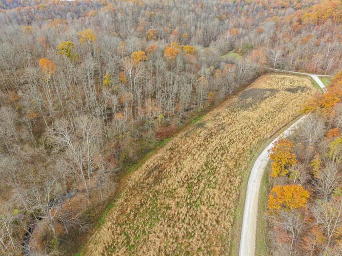 Deer habitat and wildlife sign