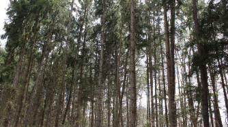 Tarkiln Road 36 acres woods and tall trees