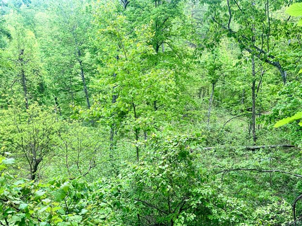 cut pine near cabin area – Whitetail hunting land in Gallia County near Wayne National Forest, Tract 1