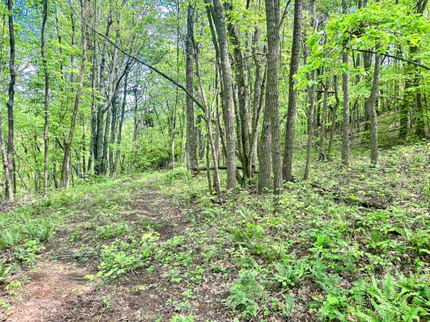 potential food plot area – Whitetail hunting land in Gallia County near Wayne National Forest, Tract 1