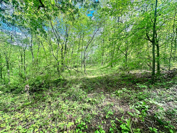 hunting stand location – Whitetail hunting land in Gallia County near Wayne National Forest, Tract 1