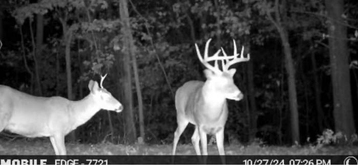thick cover near ridge – Whitetail hunting land in Gallia County near Wayne National Forest, Tract 1