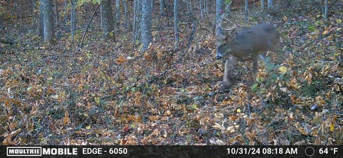 hunting trail junction – Whitetail hunting land in Gallia County near Wayne National Forest, Tract 1