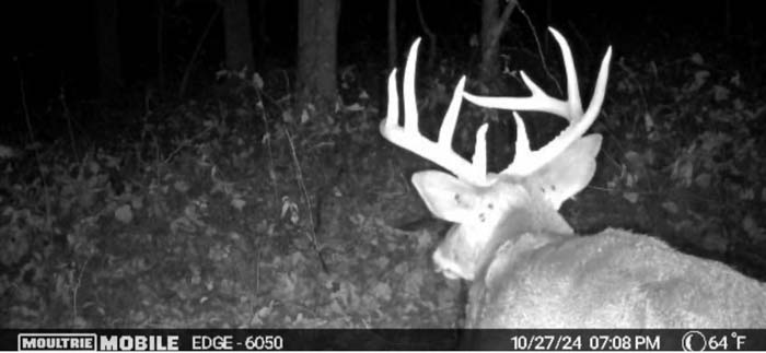 vegetation close-up – Whitetail hunting land in Gallia County near Wayne National Forest, Tract 1